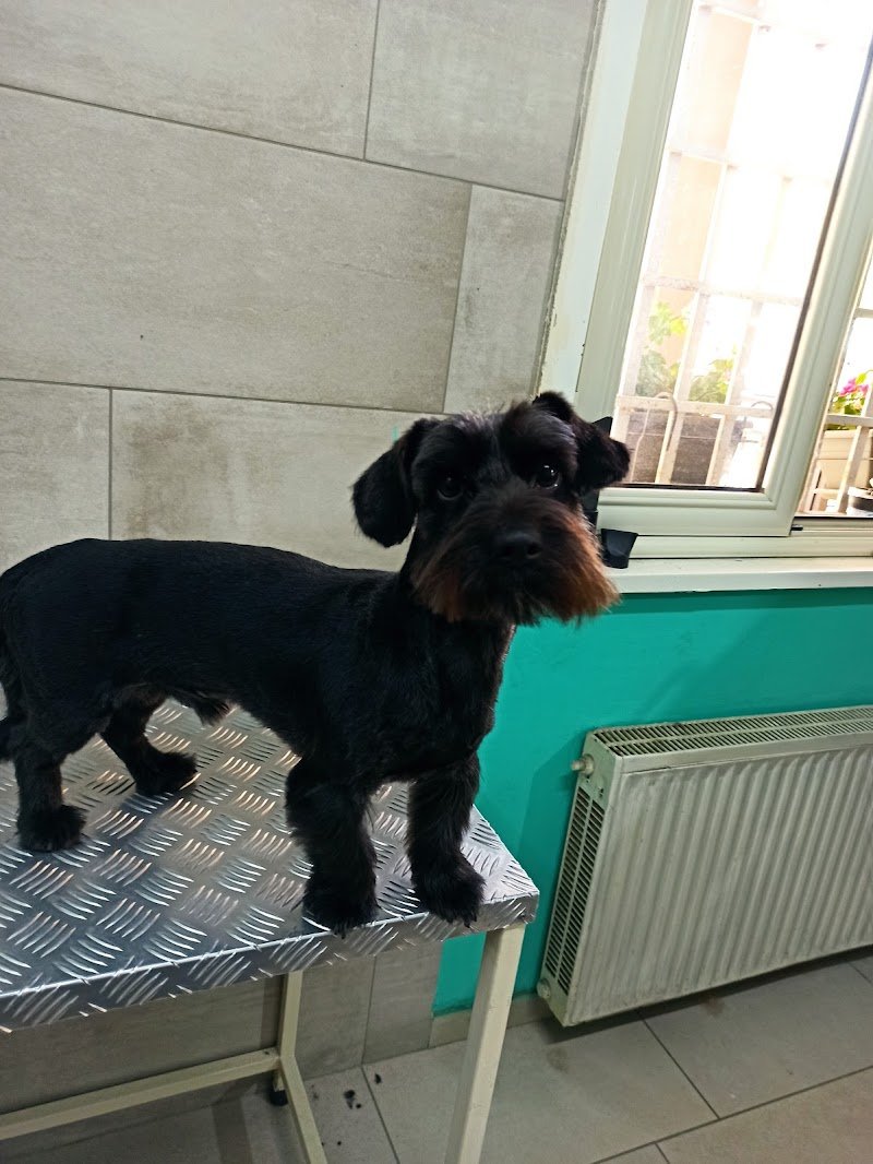 Toelettatura-Vanity Dog - Foto 2