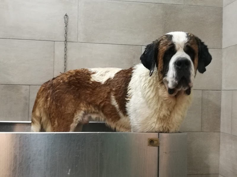 Toelettatura-Vanity Dog - Foto 3