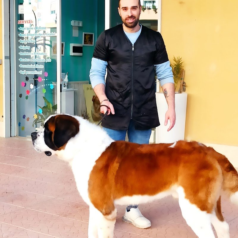 Toelettatura-Vanity Dog - Foto 4