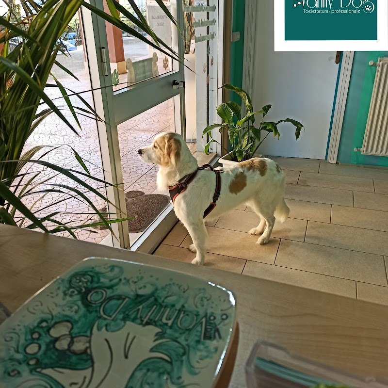Toelettatura-Vanity Dog - Foto 5