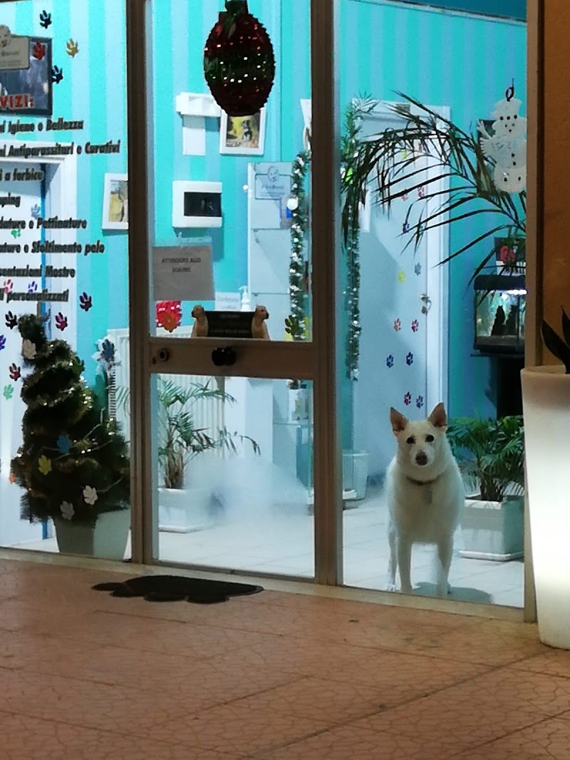 Toelettatura-Vanity Dog - Foto 6