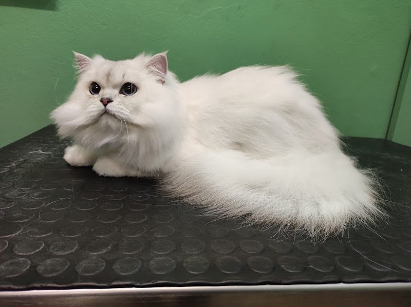 Toelettatura Vanity Pet - Foto 1