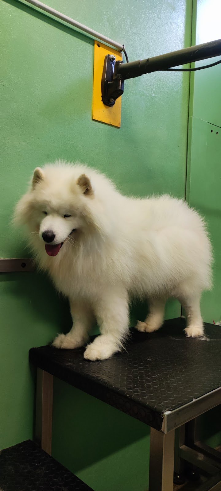 Toelettatura Vanity Pet - Foto 2