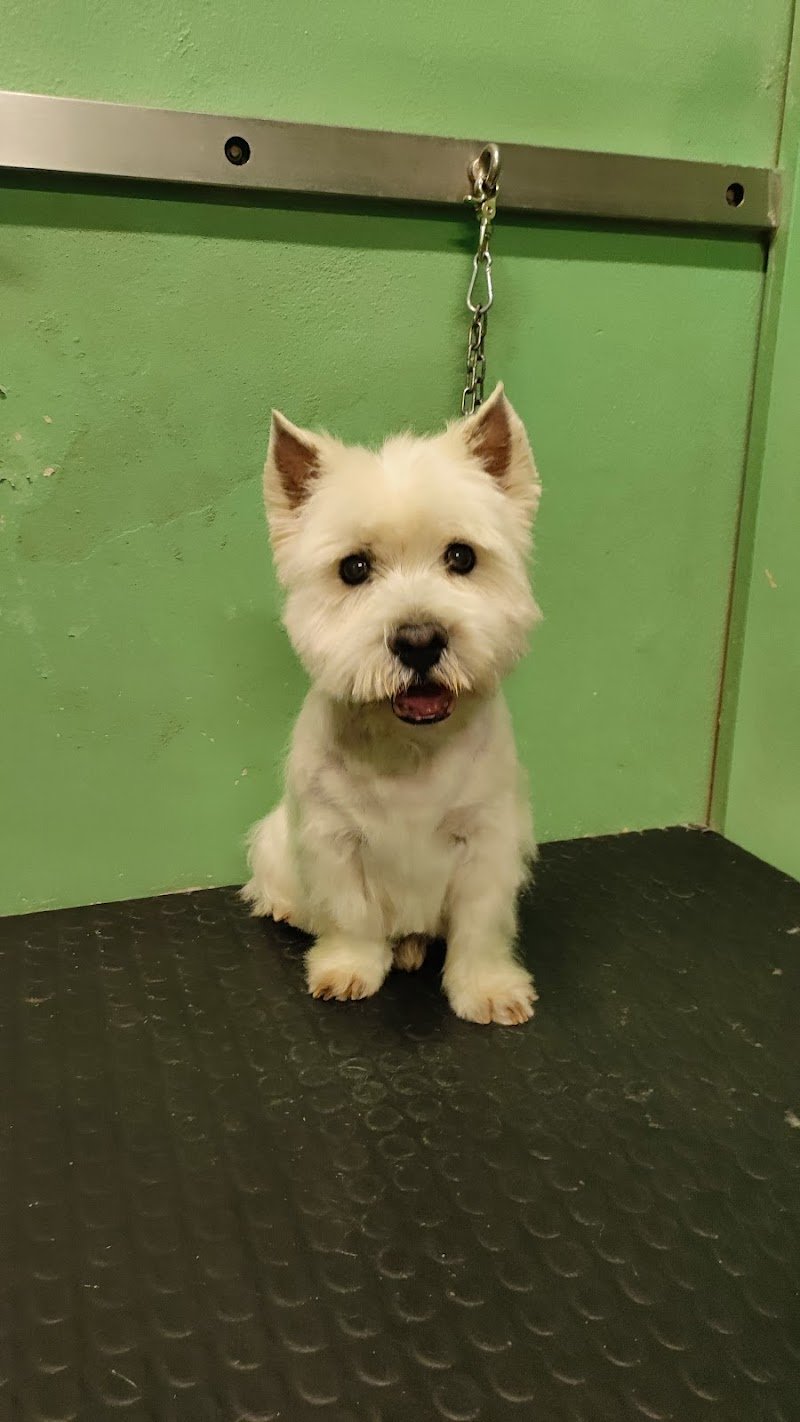 Toelettatura Vanity Pet - Foto 4