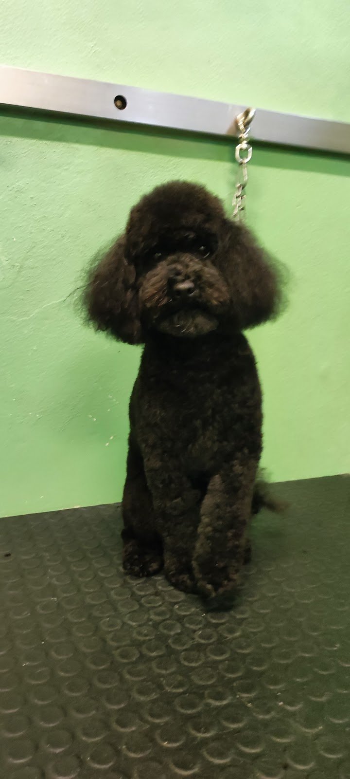 Toelettatura Vanity Pet - Foto 5