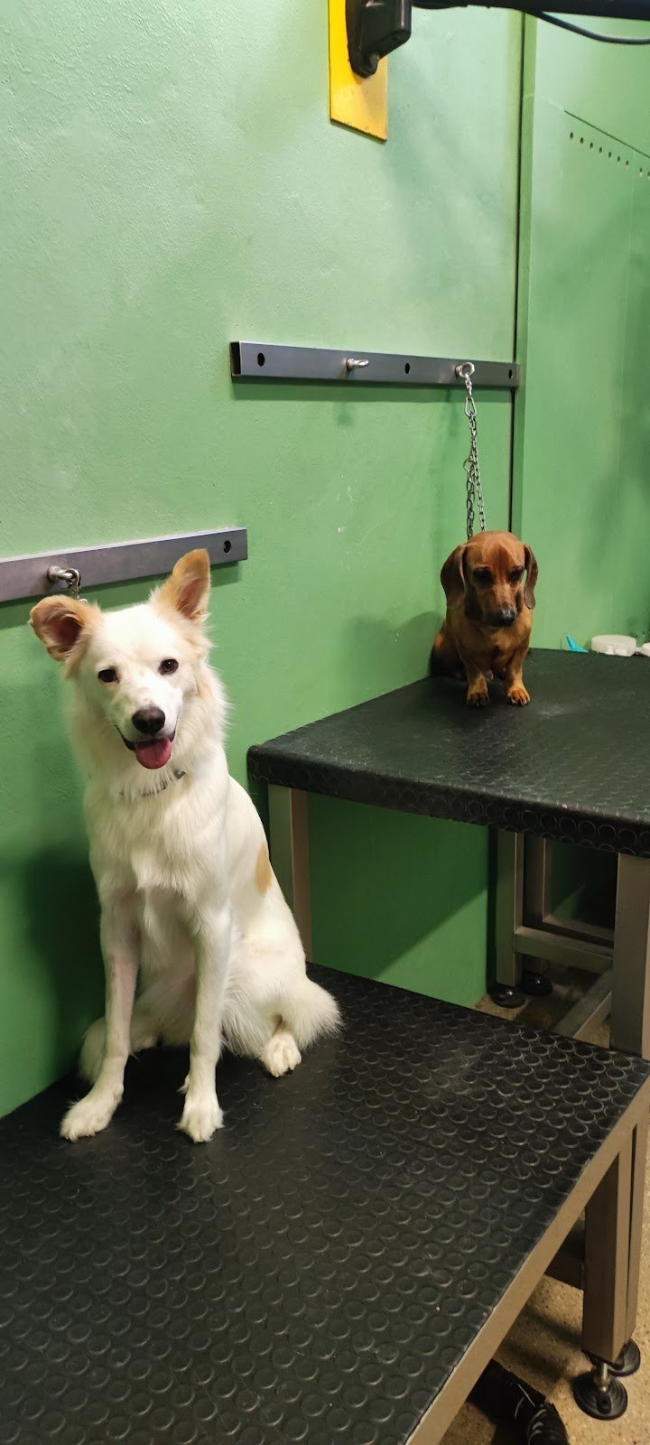 Toelettatura Vanity Pet - Foto 6