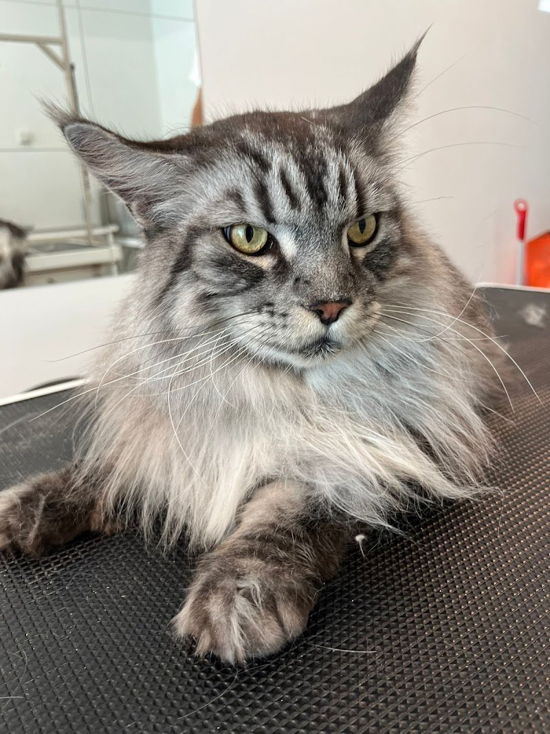 Toelettatura Vita da cani - Foto 2