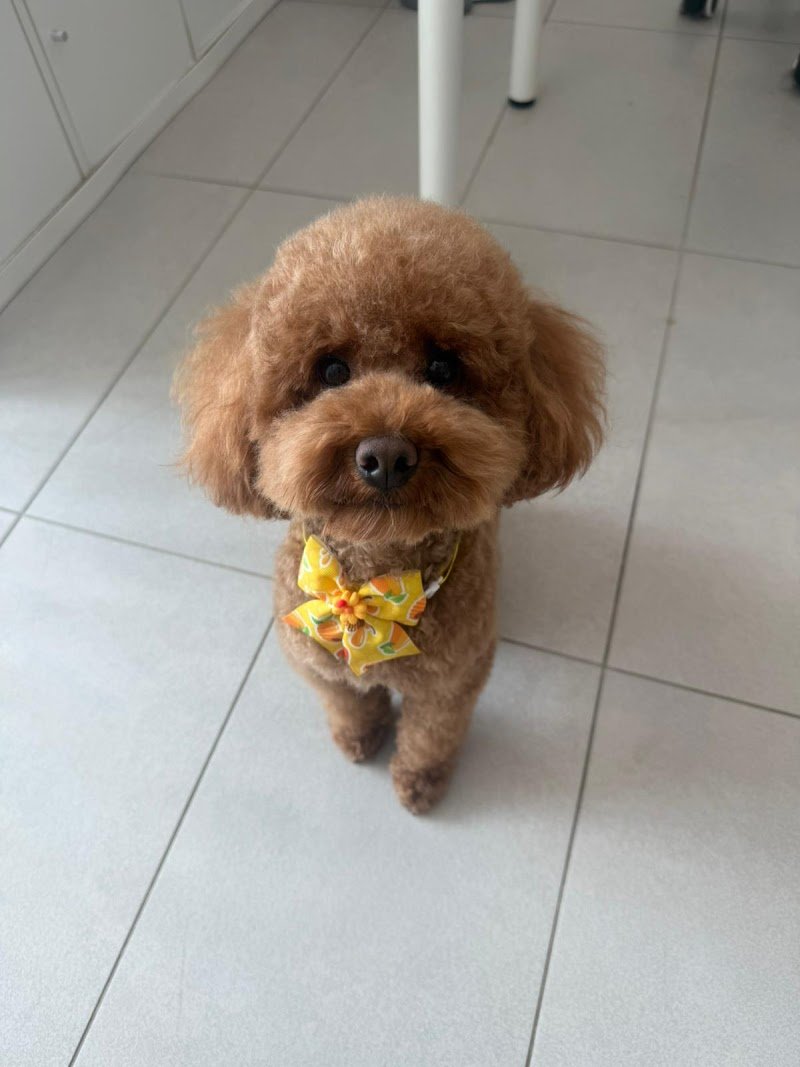 Toelettatura Vita da cani - Foto 3