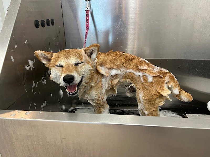 Toelettatura Vita da cani - Foto 4