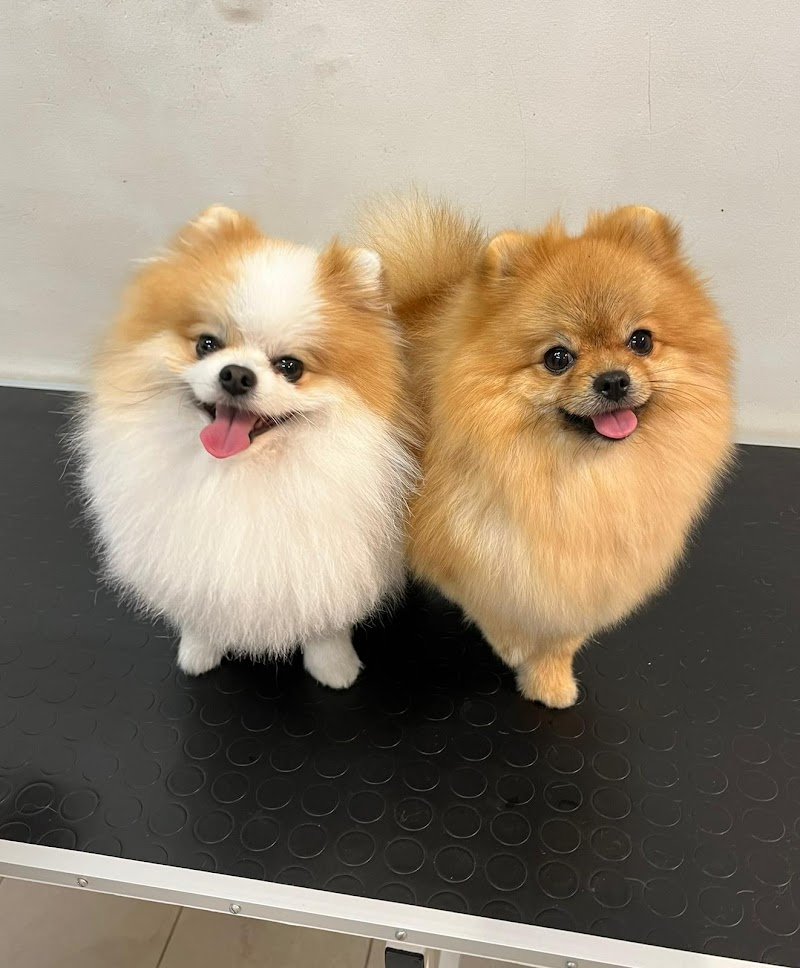 Toelettatura Vita da cani - Foto 5