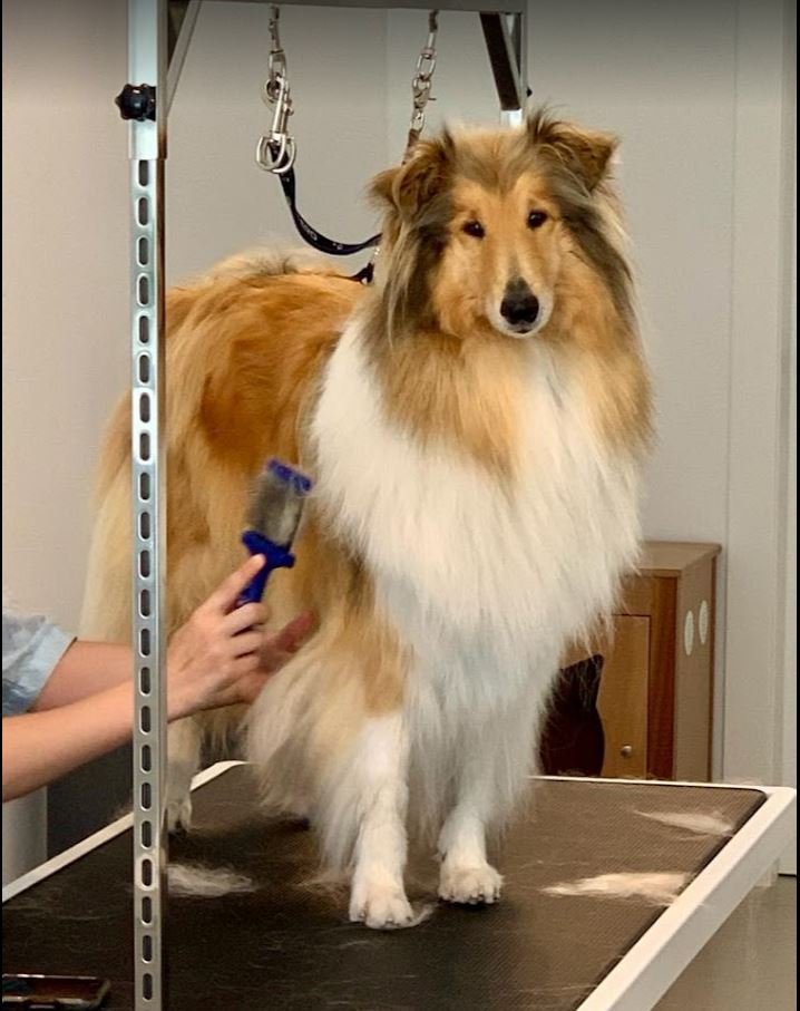 Toelettatura Vita da cani - Foto 6