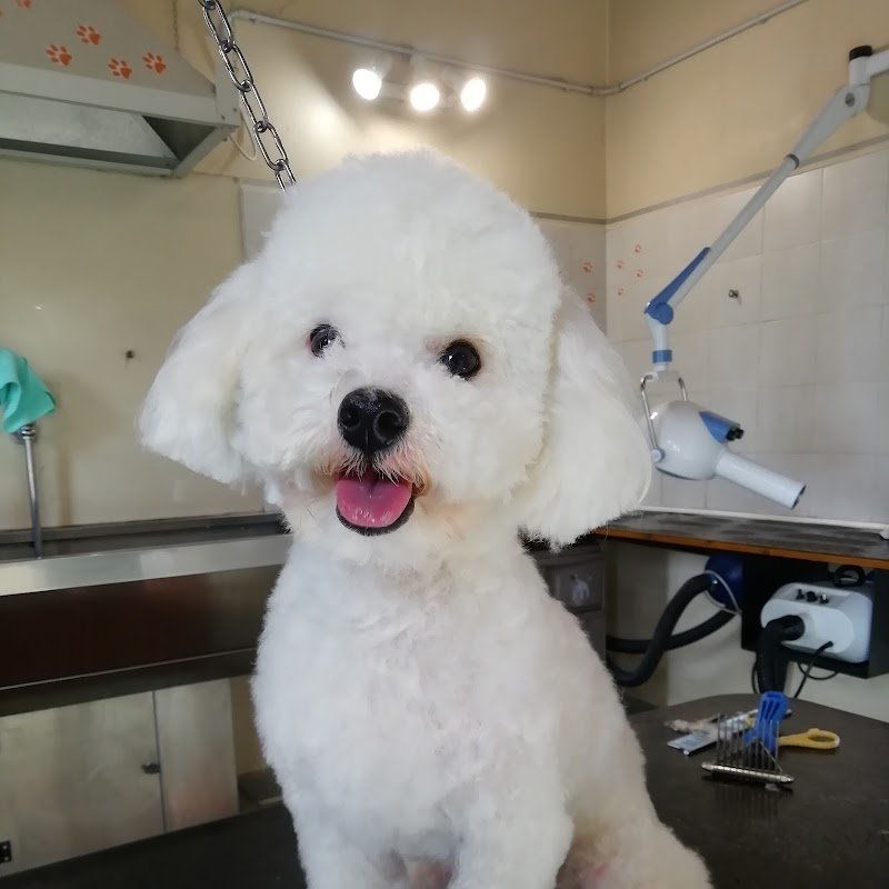 Toelettatura VITA DA CANI - Foto 2