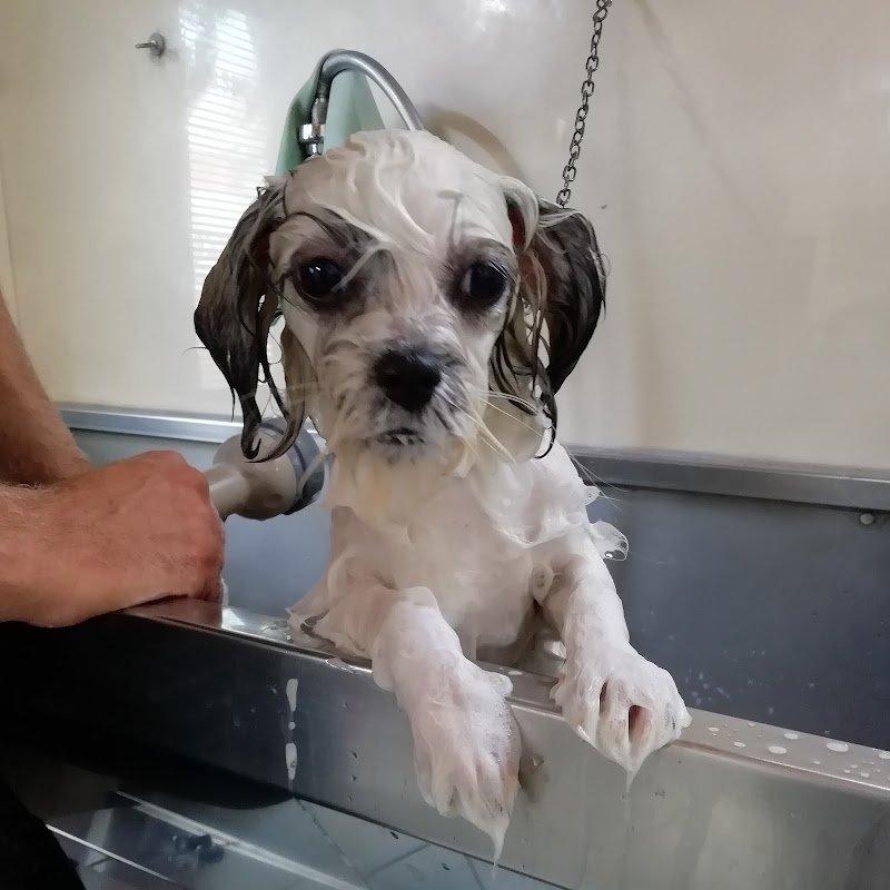 Toelettatura VITA DA CANI - Foto 4