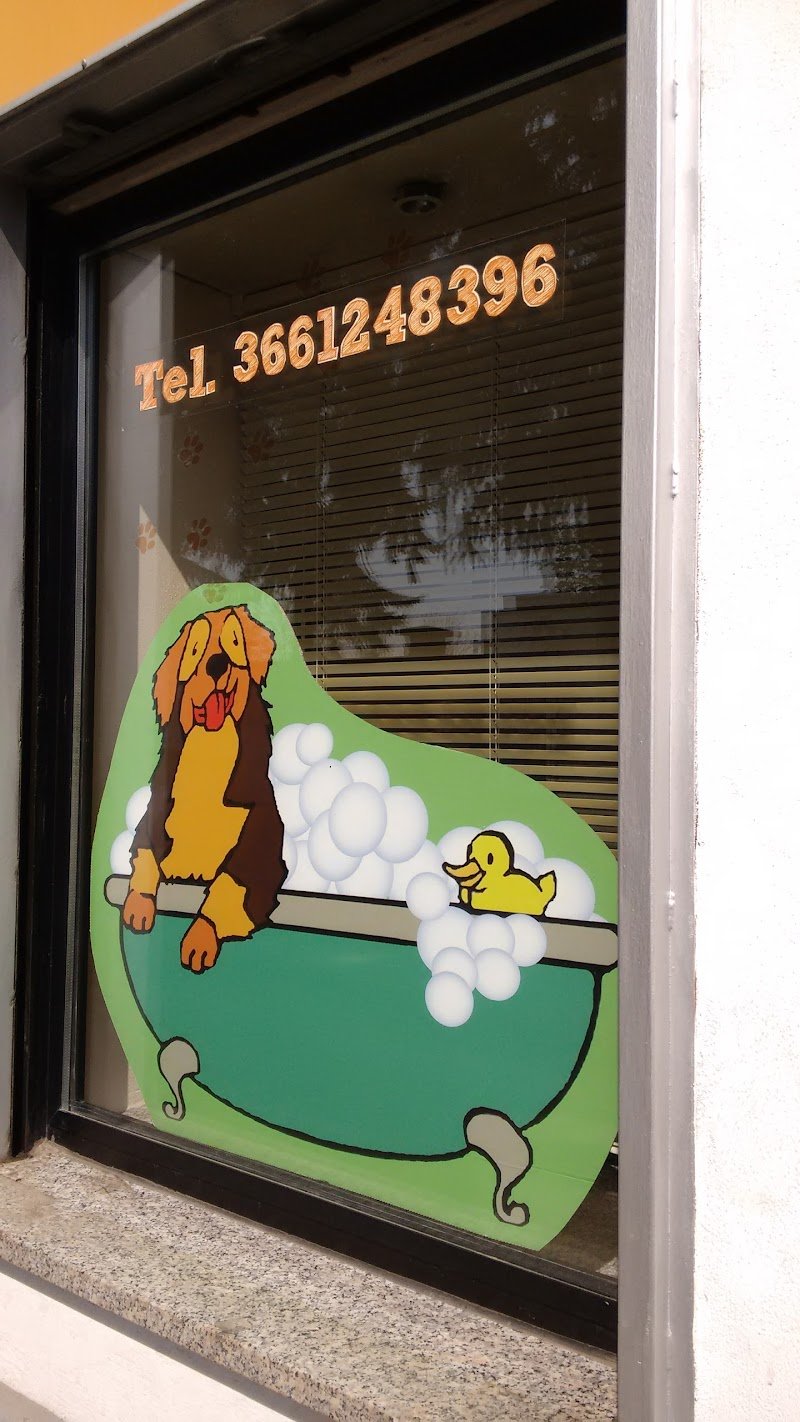 Toelettatura VITA DA CANI - Foto 5