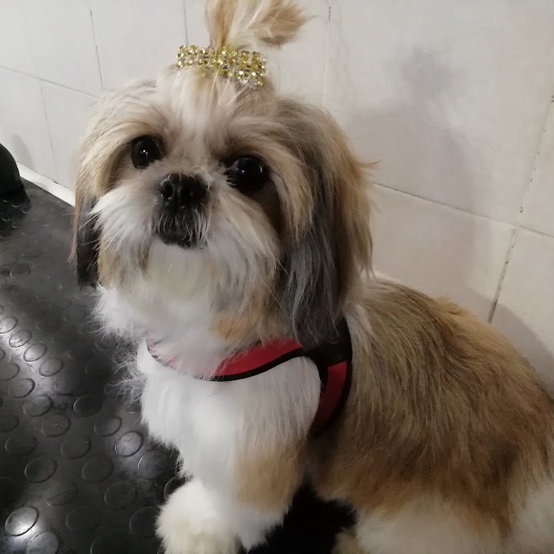 Toelettatura VITA DA CANI - Foto 6