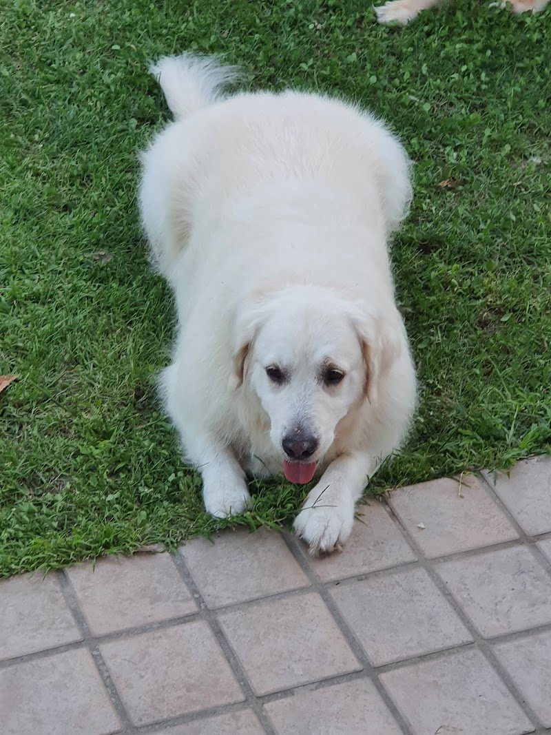 Toelettatura "Wash Dog" di Via Giulia - Foto 1