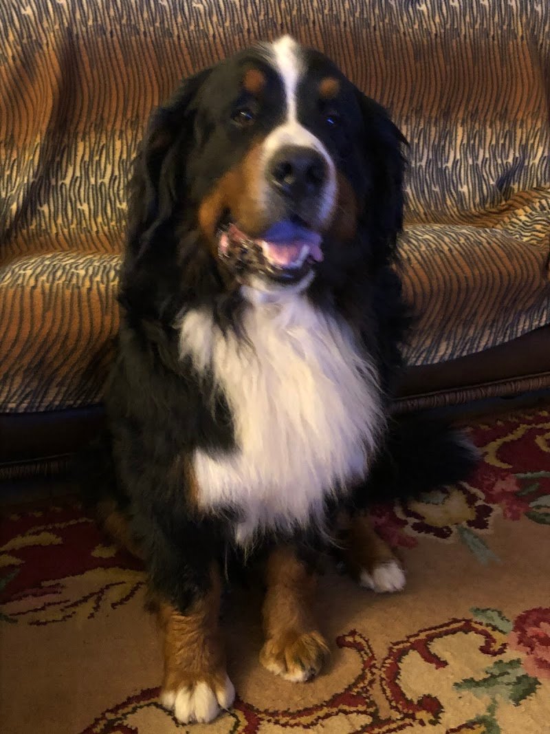 Toelettatura "Wash Dog" di Via Giulia - Foto 2