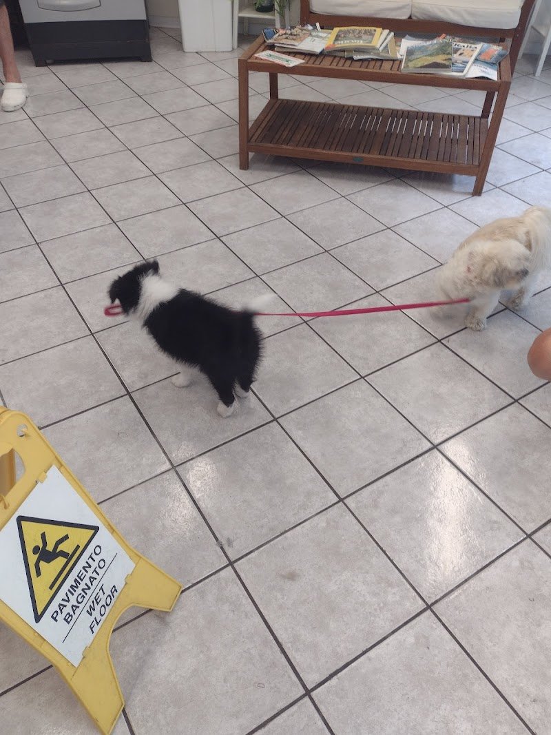 Toelettatura "Wash Dog" di Via Giulia - Foto 4