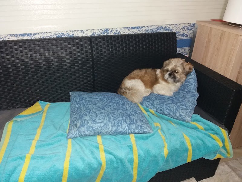 Toelettatura "Wash Dog" di Via Giulia - Foto 5