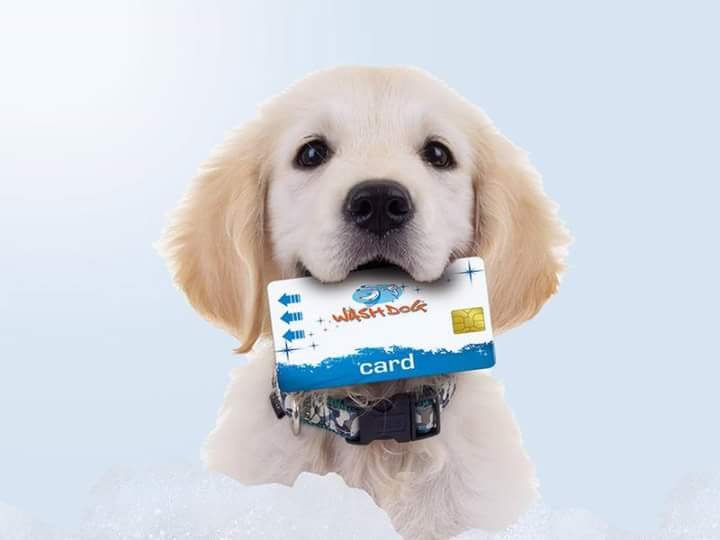 Toelettatura Wash Dog Milano Porta Vittoria - Foto 1