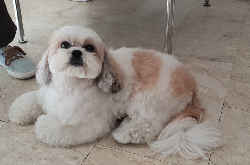 Toelettatura Wash Dog Milano Porta Vittoria - Foto 3