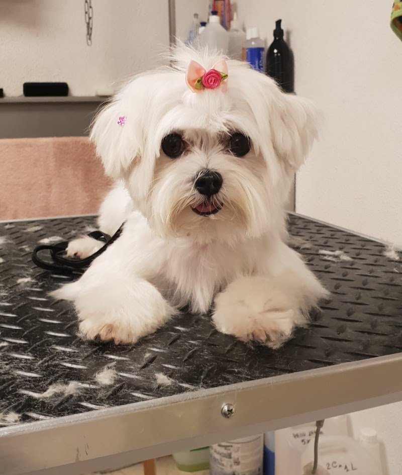 Toelettatura Wash Dog Milano Porta Vittoria - Foto 5