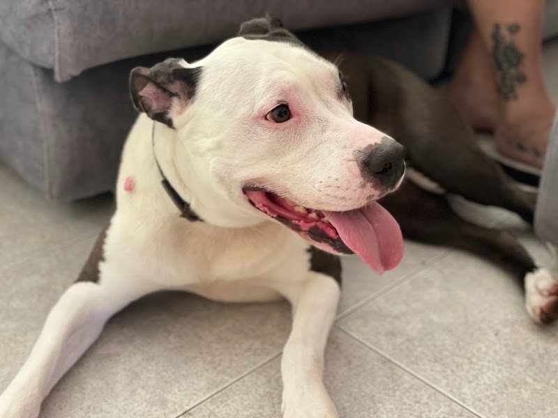 Toelettatura Wash Dog Novara - Foto 2