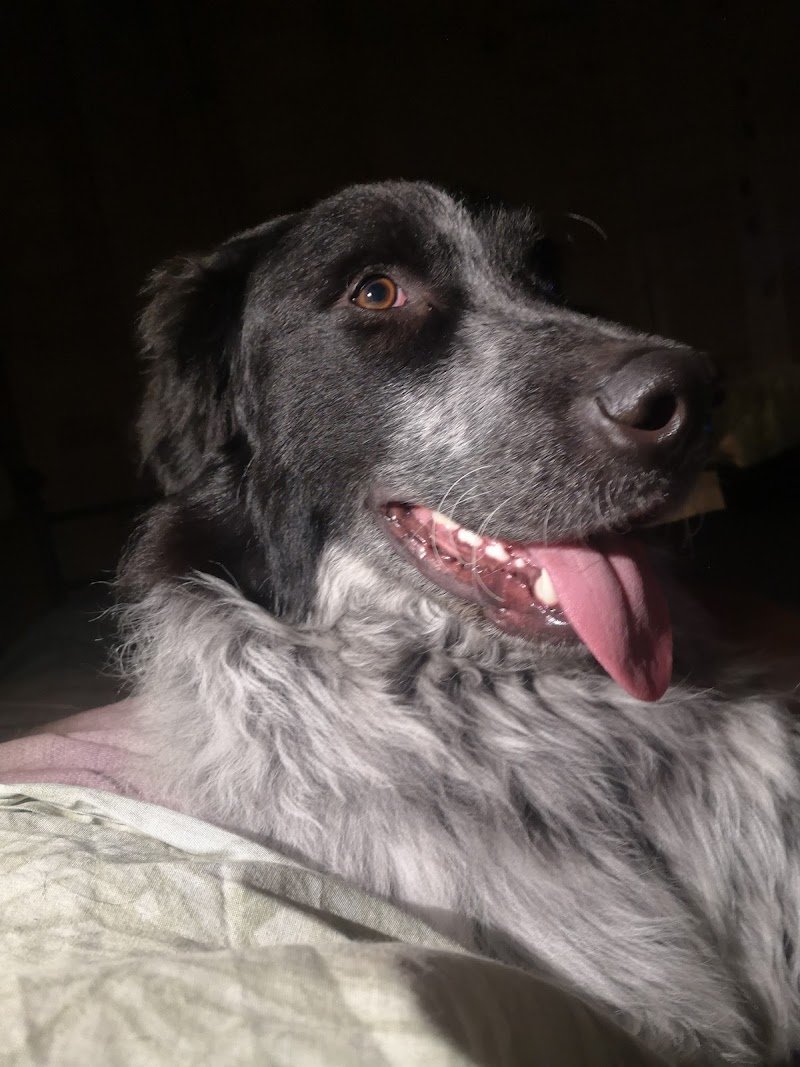 Toelettatura Wash Dog Novara - Foto 4