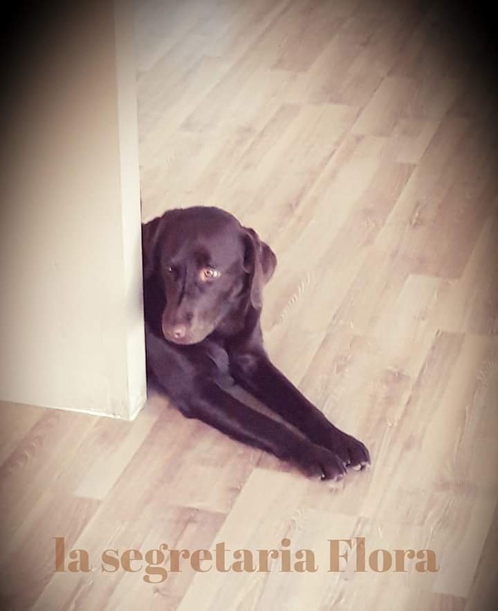 Toelettatura Zampa Bianca - Foto 1