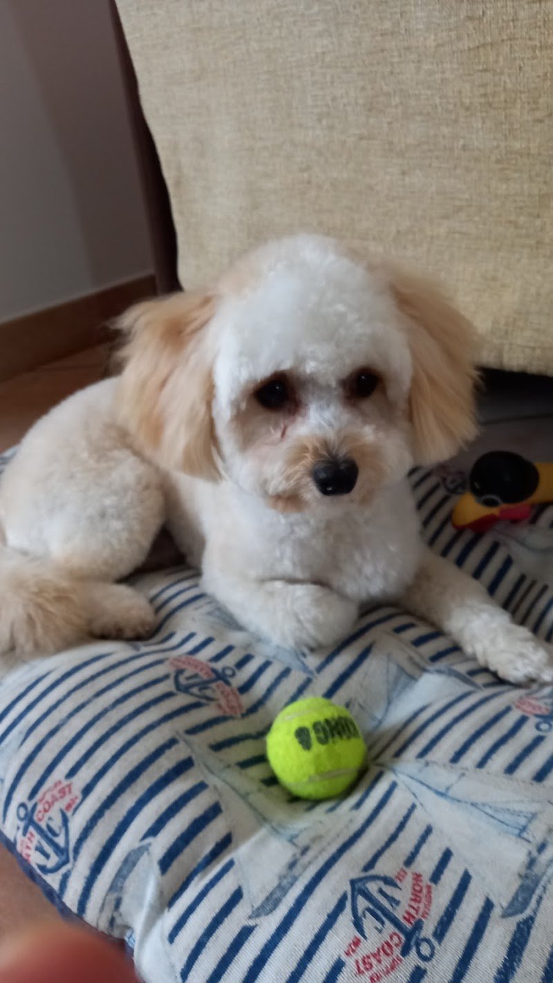 Toelettatura Zampa Bianca - Foto 2