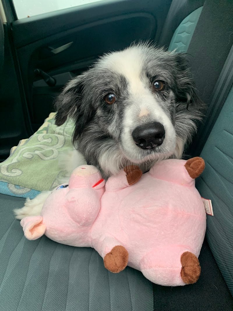 Toelettatura Zampa Bianca - Foto 3