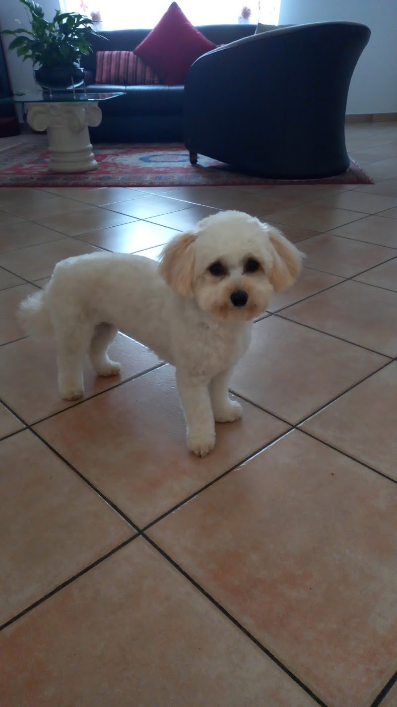 Toelettatura Zampa Bianca - Foto 5