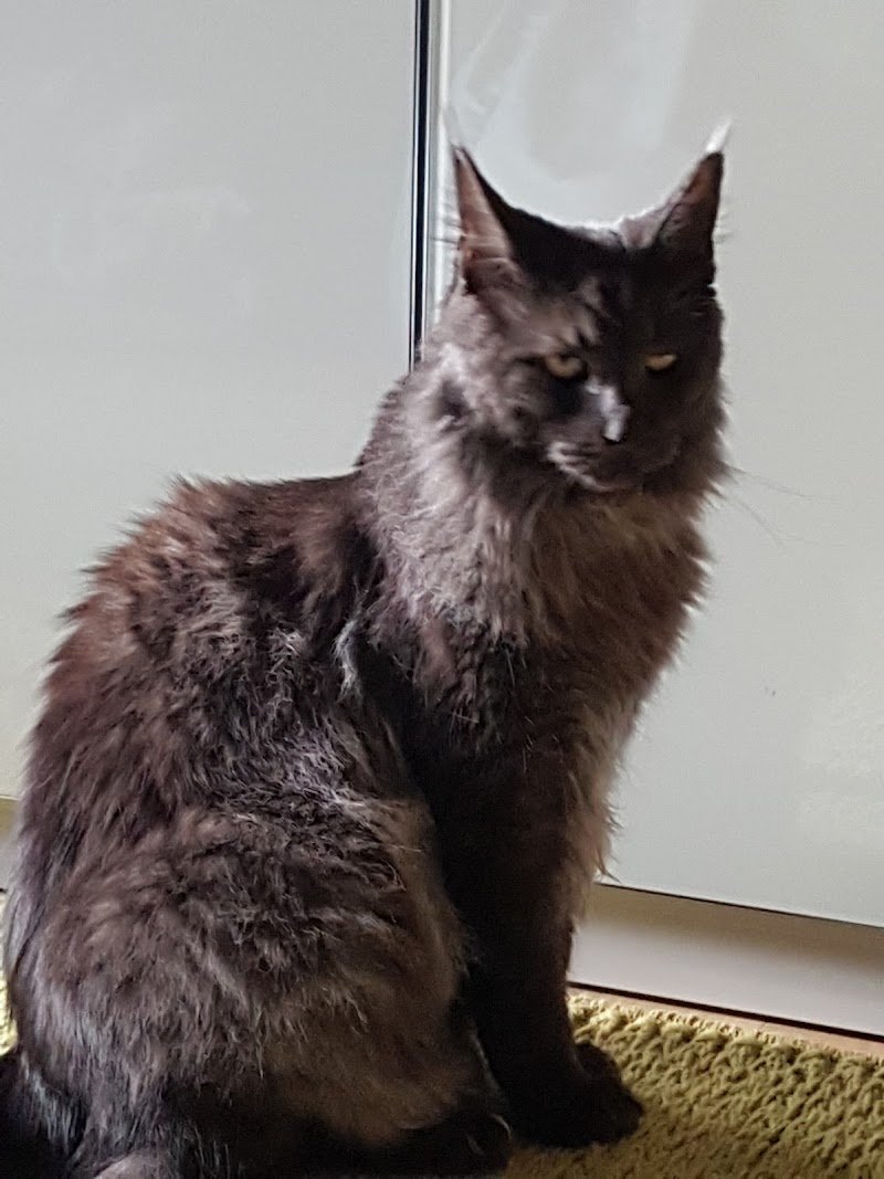 Toelettatura Zampa Bianca - Foto 6