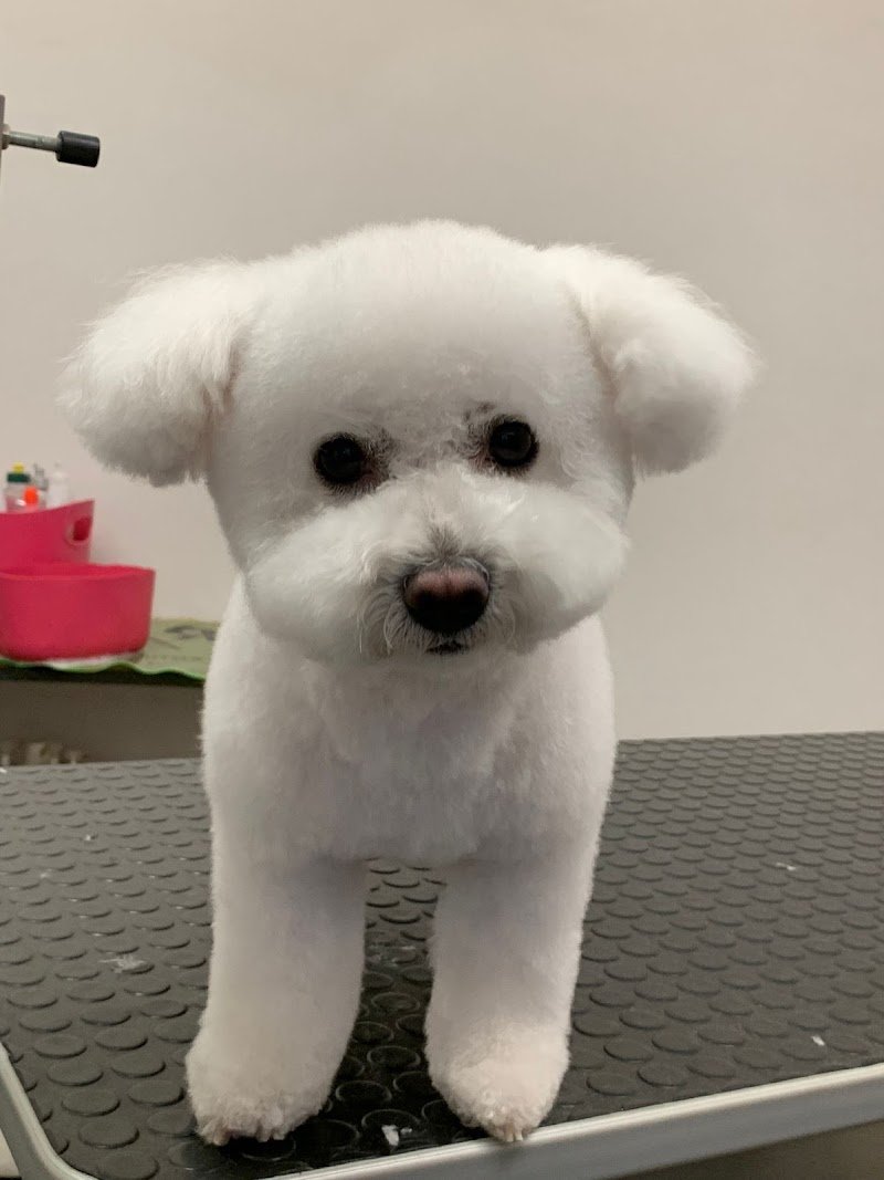 Toelettatura Zampette Gioiose - Foto 1