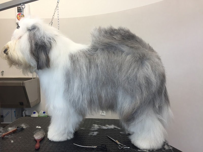 Toelettatura Zampette Gioiose - Foto 2