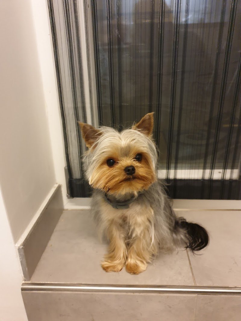 Toelettatura Zampette Gioiose - Foto 4