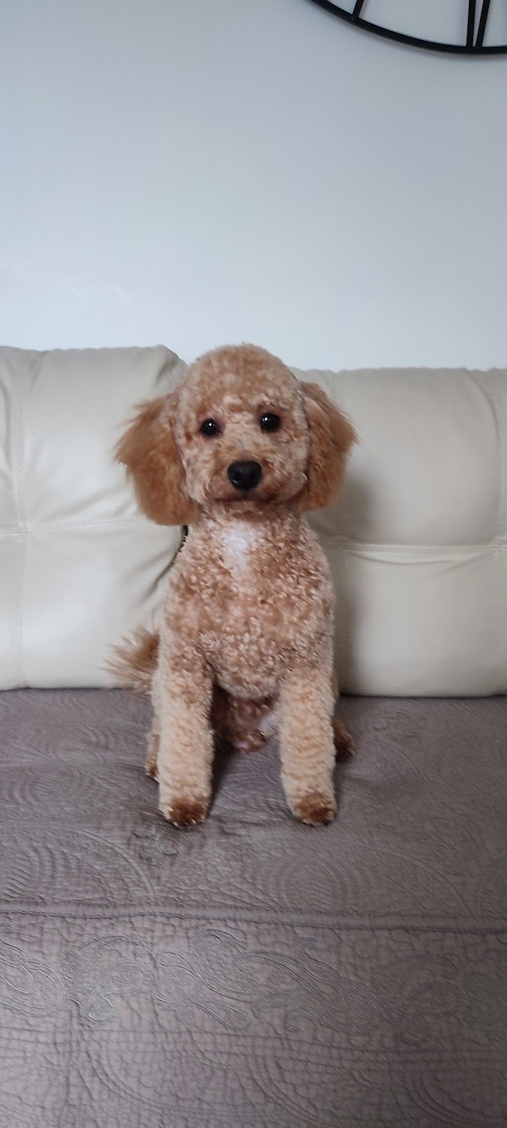 Toelettatura Zampette Gioiose - Foto 6