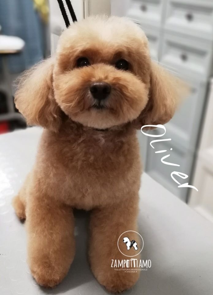 Toelettatura Zampettiamo cani e gatti di Rinalo Rosalba Ancona - Foto 1