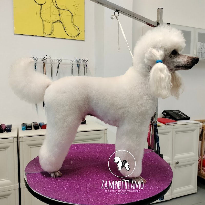 Toelettatura Zampettiamo cani e gatti di Rinalo Rosalba Ancona - Foto 2