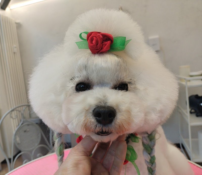 Toelettatura Zampettiamo cani e gatti di Rinalo Rosalba Ancona - Foto 3