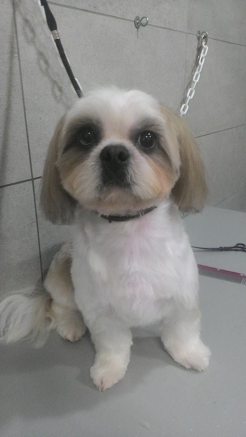 Toelettatura Zampettiamo cani e gatti di Rinalo Rosalba Ancona - Foto 6