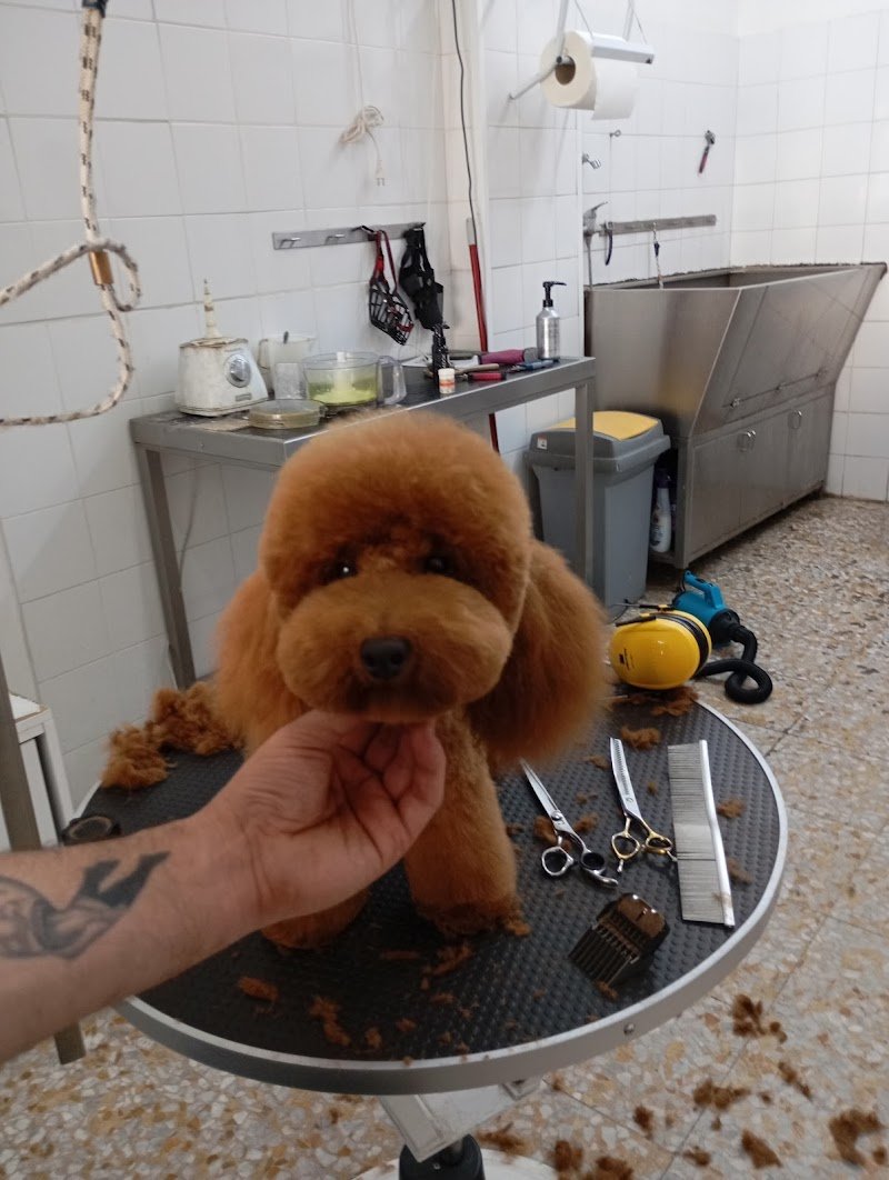 Toelettatura Zoe Grooming Antonino La Piana - Foto 1