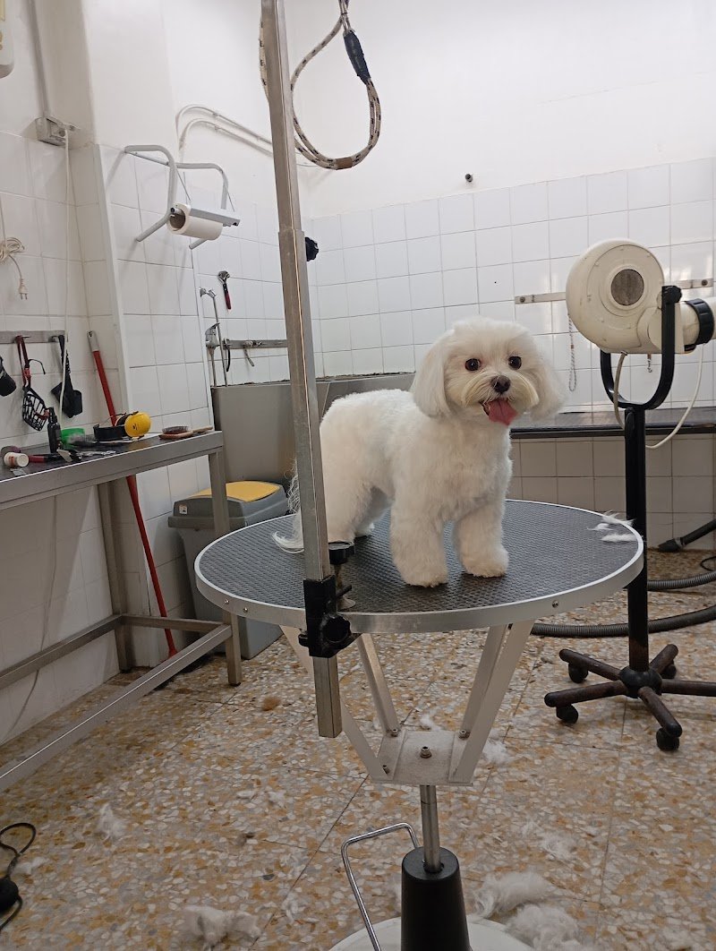 Toelettatura Zoe Grooming Antonino La Piana - Foto 2