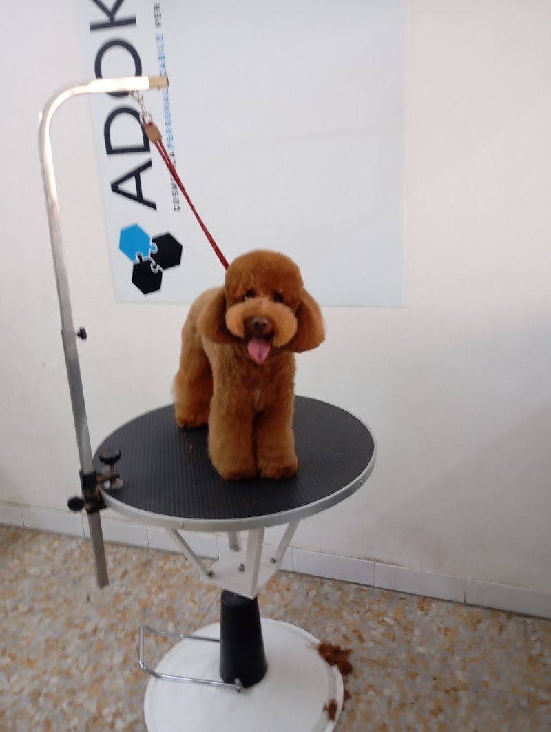 Toelettatura Zoe Grooming Antonino La Piana - Foto 3