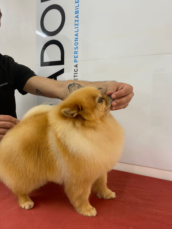 Toelettatura Zoe Grooming Antonino La Piana - Foto 4