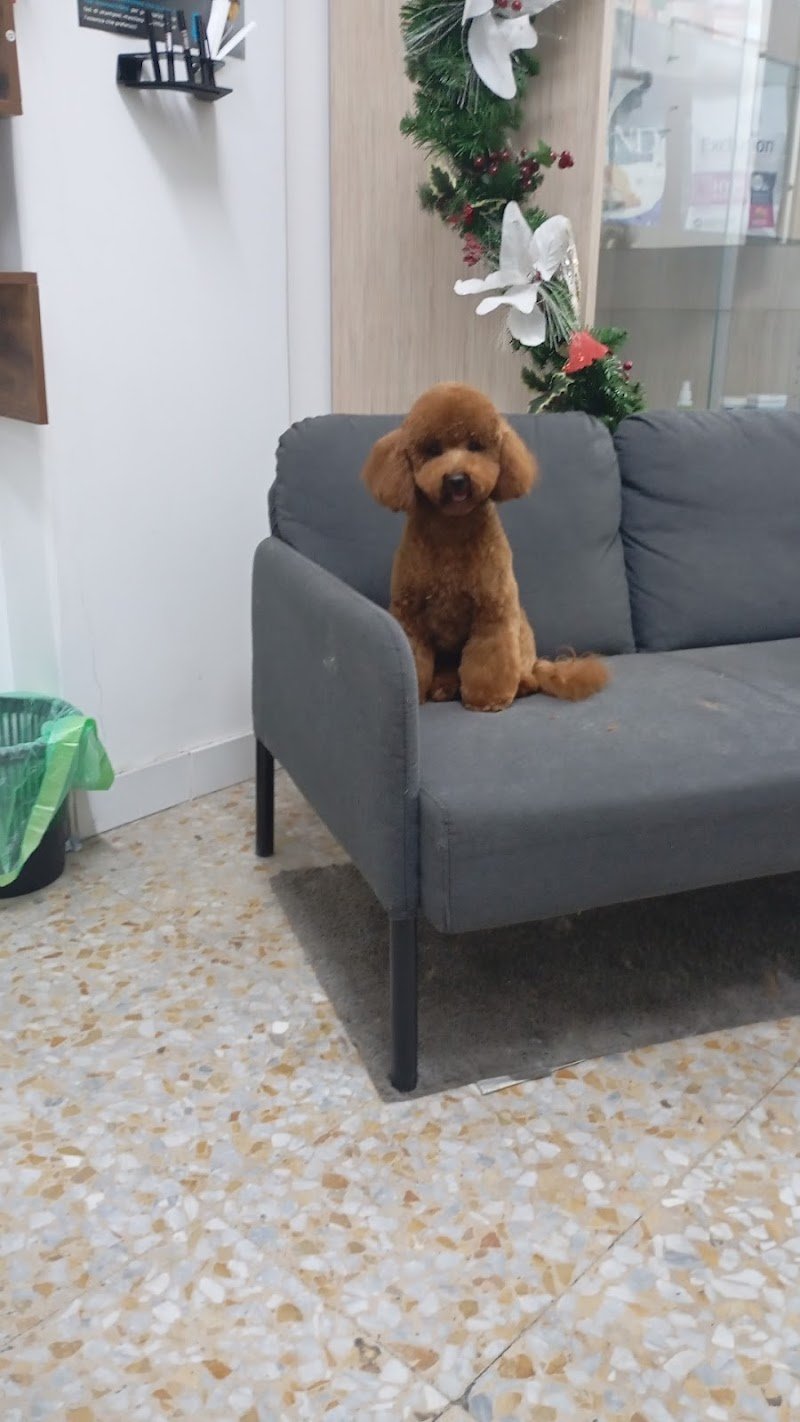 Toelettatura Zoe Grooming Antonino La Piana - Foto 6