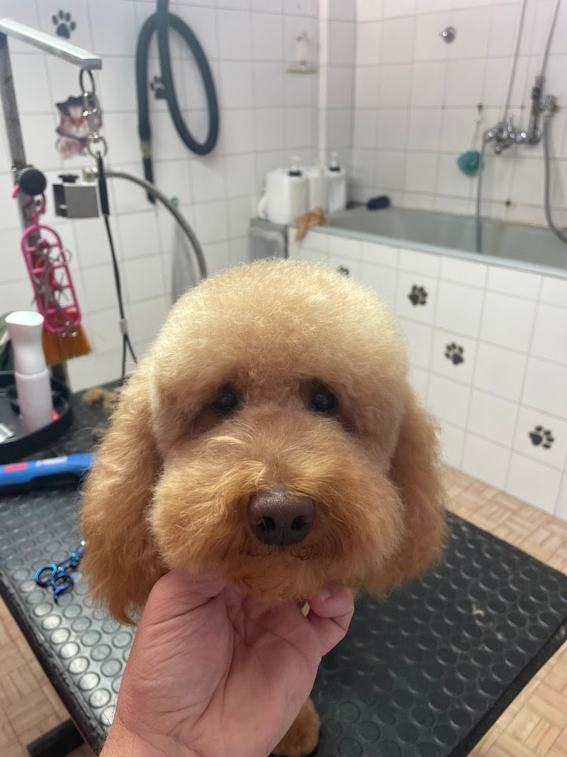 Toelette Cani & Gatti Marlia - Foto 1