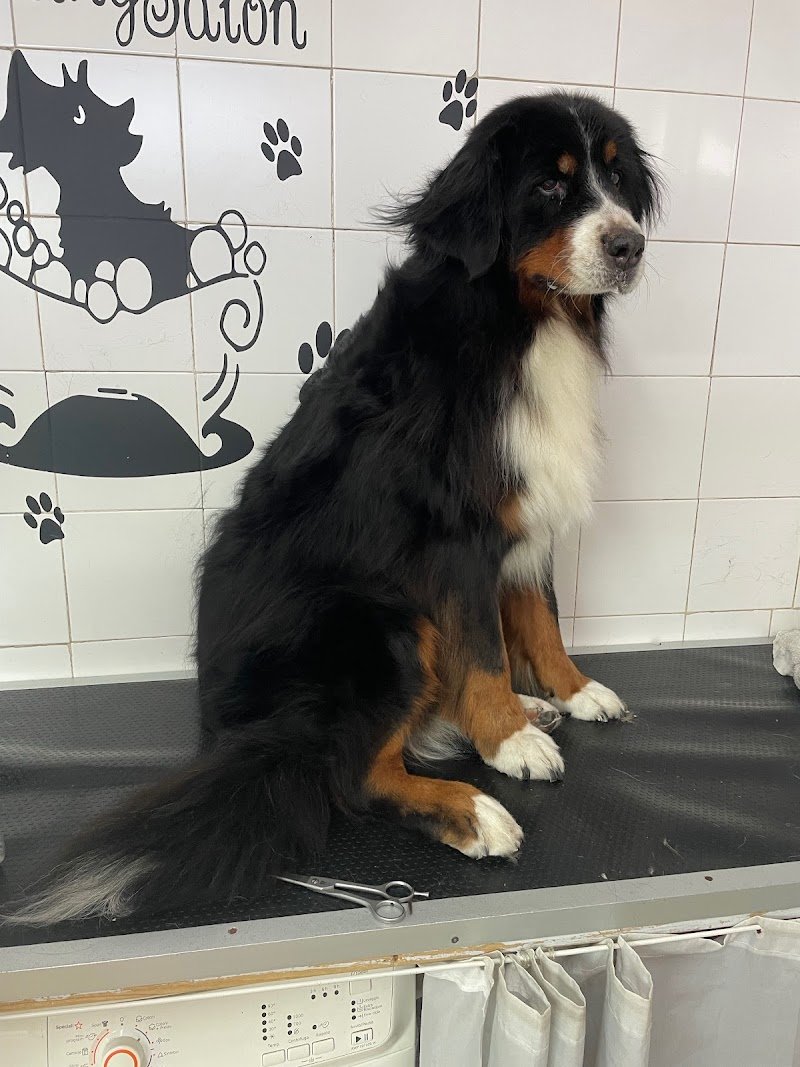 Toelette Cani & Gatti Marlia - Foto 3