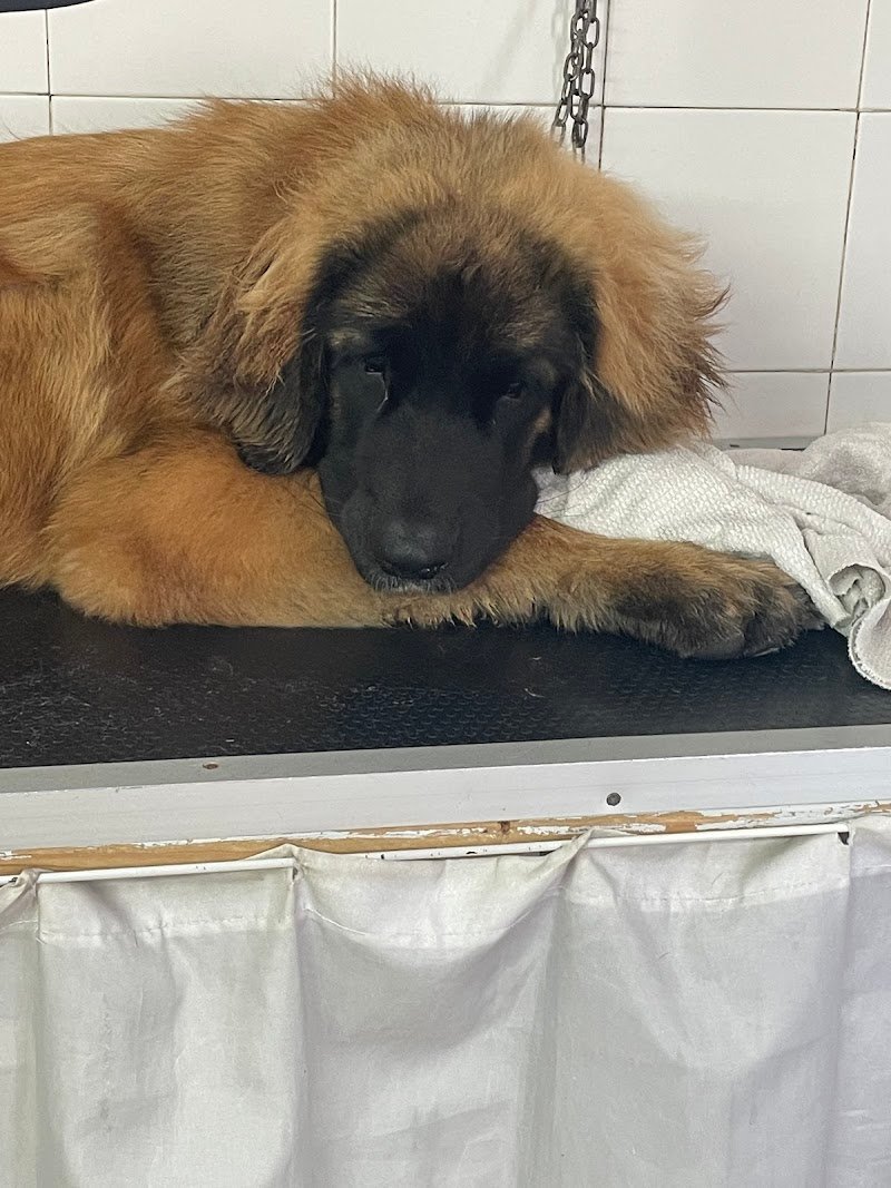 Toelette Cani & Gatti Marlia - Foto 4