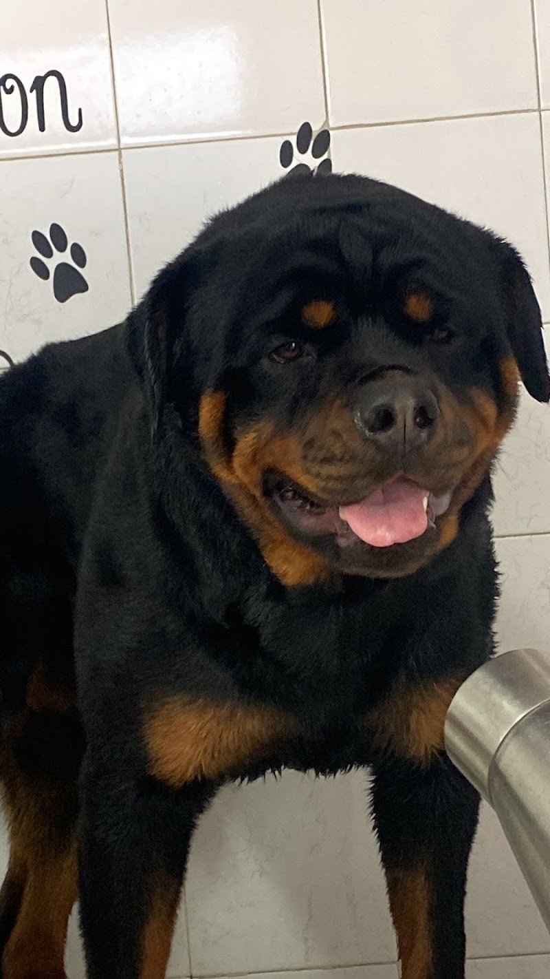 Toelette Cani & Gatti Marlia - Foto 5